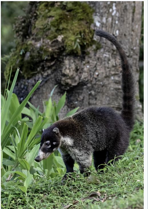 A white-nosed coati